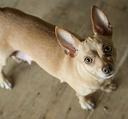 Chihuahua