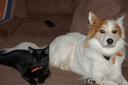 Australian Cattle Dog Photos