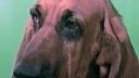 Bloodhound Photos