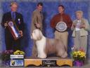 Bearded Collie Photos