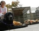guide dog Photos