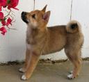 Shiba Inu,breeds,veterinarian,Dog,puppy