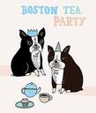 Boston Terrier