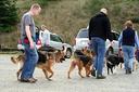 Belgian Malinois Photos