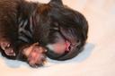 puppy Photos