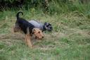 Bouvier des Flandres Photos