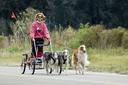 Borzoi Photos