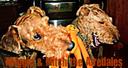 Airedale Terrier Photos