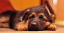 Anatolian Shepherd Dog