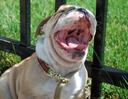 Bulldog Photos
