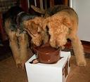 Airedale Terrier