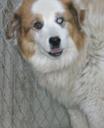Australian Shepherd