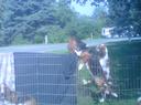 Basset Hound