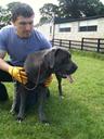 Cane Corso Photos