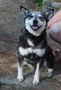 Australian Cattle Dog Photos