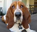 Basset Hound