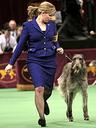 Cane Corso Photos