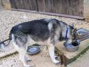 Alaskan Malamute