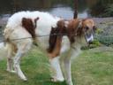 Borzoi