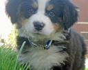 Bernese Mountain Dog,nutrition,breeds,puppy,Dog