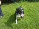 Bull Terrier