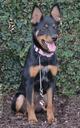 Miniature Pinscher Photos