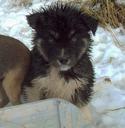 Australian Shepherd