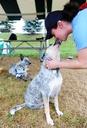 Australian Cattle Dog