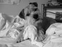 Briard