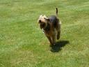Airedale Terrier
