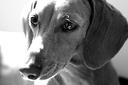 Black and Tan Coonhound