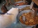 Afghan Hound Photos
