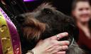 Brussels Griffon Photos