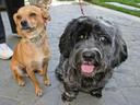 guide dog Photos
