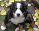 Bernese Mountain Dog