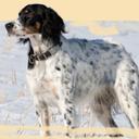 dysplasia,training,Pointer,breeds,Dog