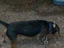 Black and Tan Coonhound Photos