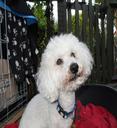 Bichon Frise Photos