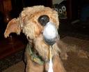 Airedale Terrier