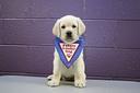 guide dog Photos
