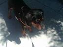 Miniature Pinscher Photos