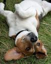 Australian Cattle Dog