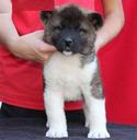 Akita