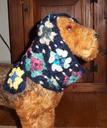 Airedale Terrier