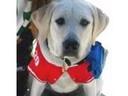 guide dog Photos