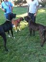 Cane Corso Photos