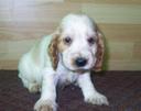 Cocker Spaniel