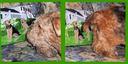 Airedale Terrier