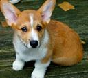 Cardigan Welsh Corgi Photos