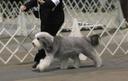 Bearded Collie